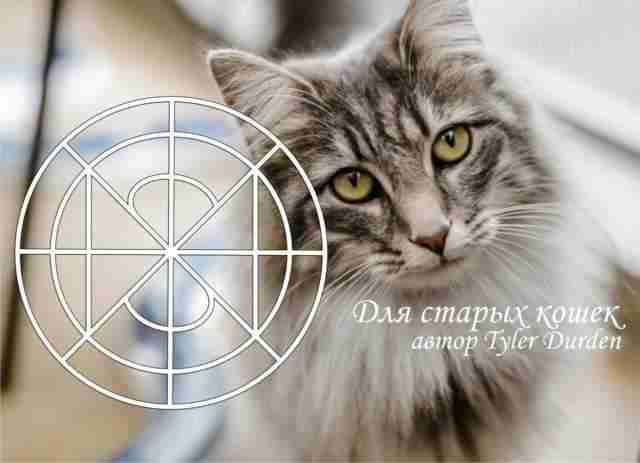 Для старых кошек Автор Tyler Durden Став из моих работ для животных. Как я…