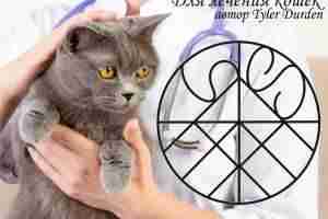 Для лечения кошек Автор Tyler Durden Став из моих работ для животных. Как я…