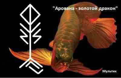 Арована — золотой дракон(могущество,фин.благополучие, успех) Автор: Мультик Описание от автора: Арована — рыба, самый…