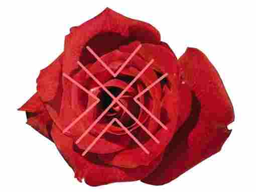 Роза Красная Моя» (морок) Рабочее название «Я такая-растакая» Автор: Синильга Гебо, закольцованное в Кеназы…
