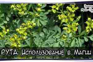 РУТА Общие сведения  Семейство: Rutaceae — Рутовые  Ботаническое название: Ruta graveolens L.  Аптечное: трава…