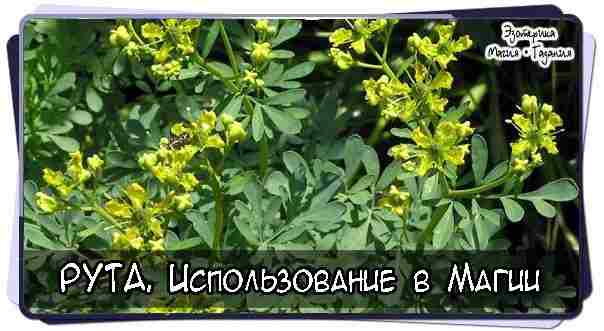 РУТА Общие сведения  Семейство: Rutaceae — Рутовые  Ботаническое название: Ruta graveolens L.  Аптечное: трава…