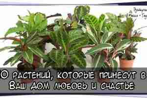 10 растений, которые принесут в Ваш дом любовь и счастье 1. Спатифиллум (известен еще…