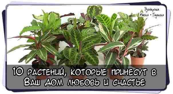 10 растений, которые принесут в Ваш дом любовь и счастье 1. Спатифиллум (известен еще…