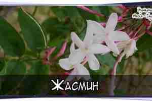 #Жасмин  В основном в магии применяются цветы жасмина в саше (мешочках с сухими травами)…