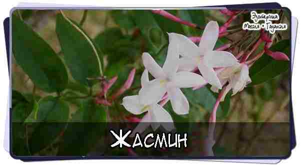 #Жасмин  В основном в магии применяются цветы жасмина в саше (мешочках с сухими травами)…