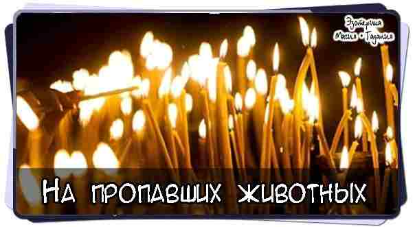#Заговор на пропавших животных  Нужно зажечь церковную свечу и встать возле открытого окна или…