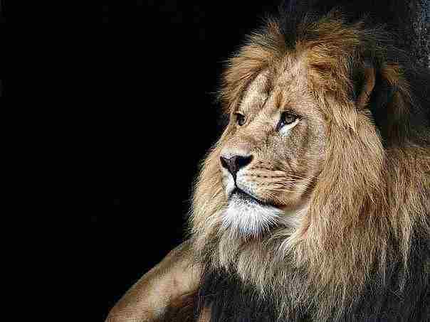 Войско баранов, возглавляемое львом, всегда одержит победу над войском львов, возглавляемых бараном. © Наполеон…