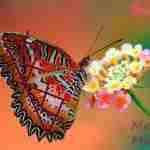 Став»Butterfly» И будет женщина ,легка как бабочка … Предназначен для женщин, чтобы выделиться среди…