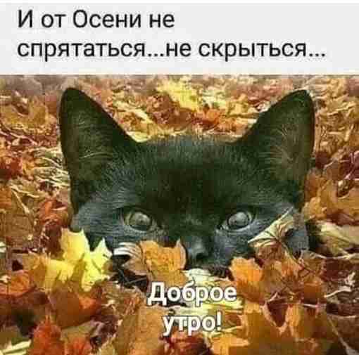 С добрым утром и продуктивной недели всем!! #Руны_магия_юмор_цитаты_высказывания #графика #руническая #таро #ставы #руны