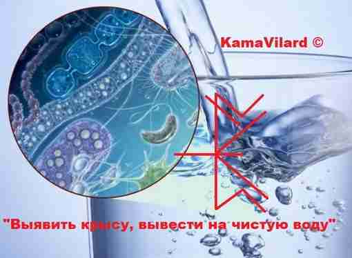 «Выявить крысу, вывести на чистую воду» авт.KamaVilard Название говорит само за себя. Не редко…