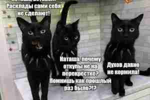#магия #колдовство #эзотерика #ставы #руны #Руны_магия_юмор_цитаты_высказывания
