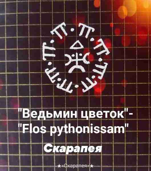 Графика «Ведьмин цветок» — «Flos pythonissam» Автор: Скарапея Почему «ведьмин» — потому, что я…